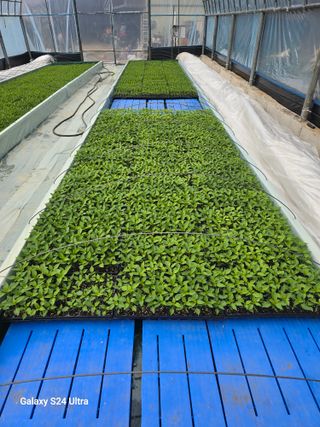 gigibae111님의 고추 · 영농일지 작성글 사진