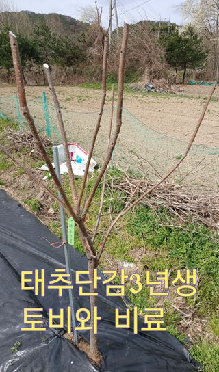 Agnes Oh님의 기타작물 · 영농일지 작성글 사진