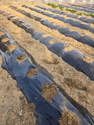 뚜벅이님의 기타작물 · 영농일지 작성글 사진