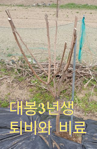 Agnes Oh님의 기타작물 · 영농일지 작성글 사진