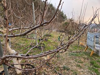 큐체리원님의 기타작물 · 영농일지 작성글 사진