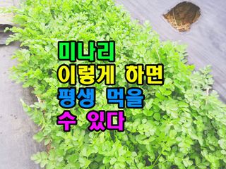 꿈꾸는텃밭님의 기타작물 · 영농일지 작성글 사진