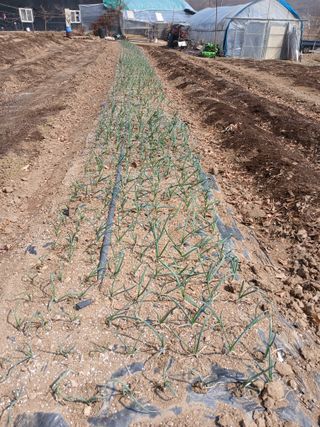 안승호님의 기타작물 · 영농일지 작성글 사진