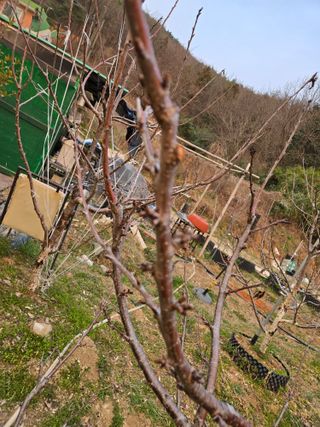 큐체리원님의 기타작물 · 영농일지 작성글 사진