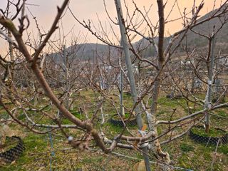 큐체리원님의 기타작물 · 영농일지 작성글 사진