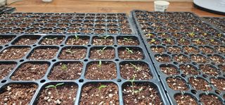 김선례님의 기타작물 · 영농일지 작성글 사진