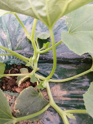 정기훈님의 기타작물 · 영농일지 작성글 사진