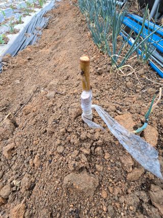 노아님의 기타작물 · 영농일지 작성글 사진