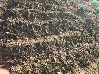 한상훈님의 상추 · 영농일지 작성글 사진