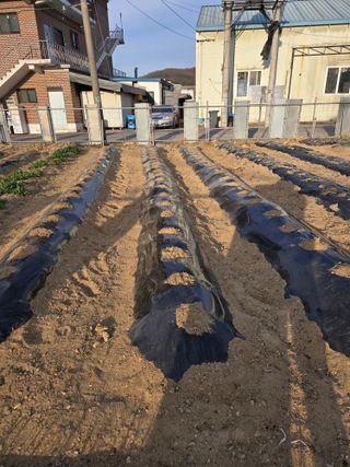 뚜벅이님의 기타작물 · 영농일지 작성글 사진