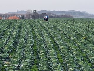 기승서님의 양배추 · 영농일지 작성글 사진