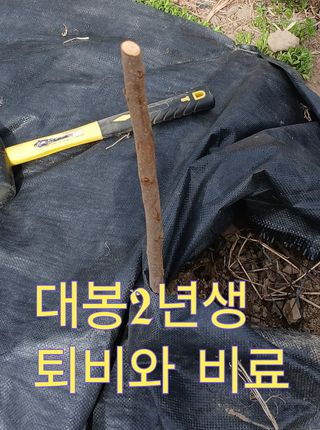 Agnes Oh님의 기타작물 · 영농일지 작성글 사진