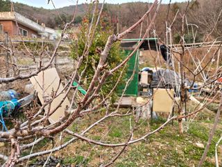 큐체리원님의 기타작물 · 영농일지 작성글 사진
