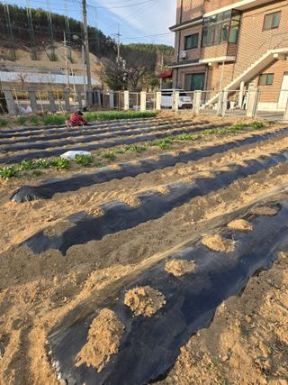 뚜벅이님의 기타작물 · 영농일지 작성글 사진