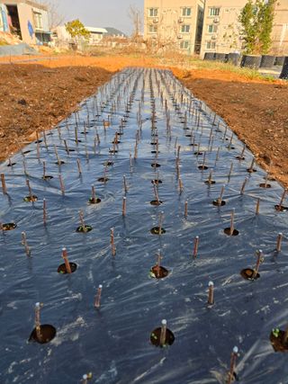 큐체리원님의 기타작물 · 영농일지 작성글 사진