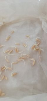 팜모닝 기타작물·영농일지 게시글 이미지