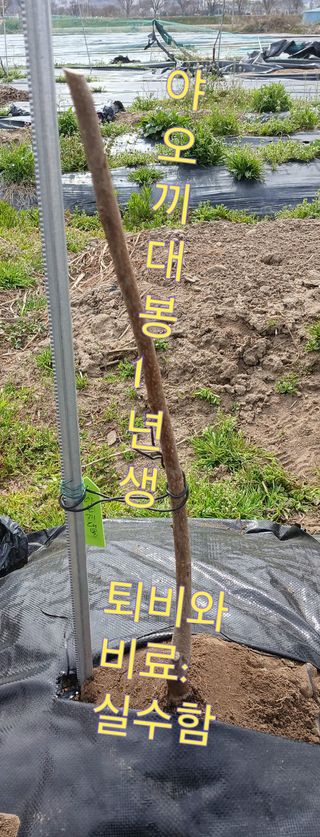 Agnes Oh님의 기타작물 · 영농일지 작성글 사진