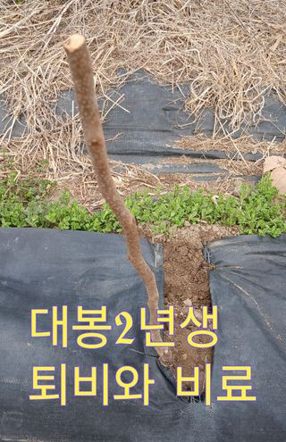 Agnes Oh님의 기타작물 · 영농일지 작성글 사진