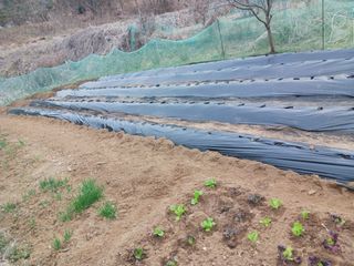 유병천님의 기타작물 · 영농일지 작성글 사진