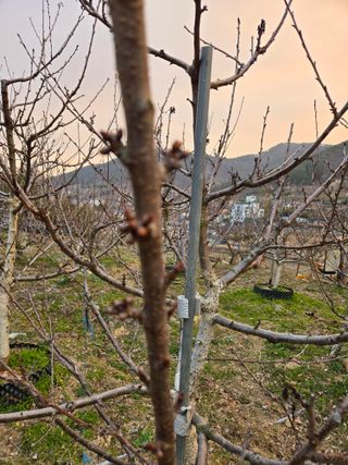 큐체리원님의 기타작물 · 영농일지 작성글 사진
