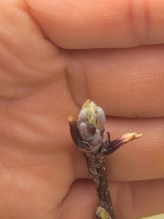 시나노골드님의 사과 · 영농일지 작성글 사진