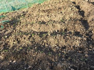 한상훈님의 상추 · 영농일지 작성글 사진