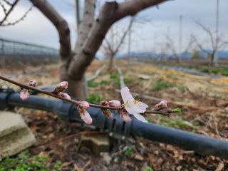 꿀복이농장님의 복숭아 · 영농일지 작성글 사진