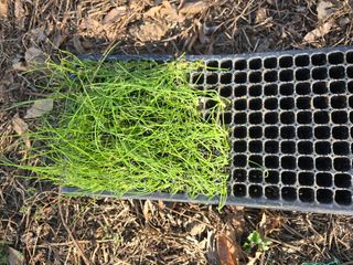 한상훈님의 상추 · 영농일지 작성글 사진