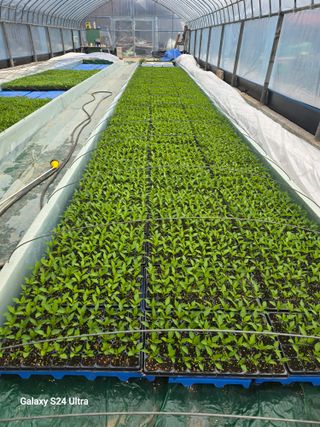 gigibae111님의 고추 · 영농일지 작성글 사진