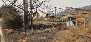 대봉농원 이경화님의 블루베리 · 영농일지 작성글 사진