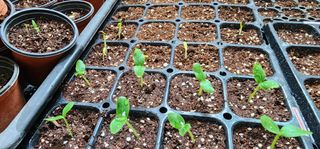 김선례님의 기타작물 · 영농일지 작성글 사진