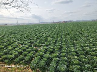기승서님의 양배추 · 영농일지 작성글 사진