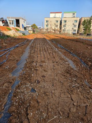 큐체리원님의 기타작물 · 영농일지 작성글 사진