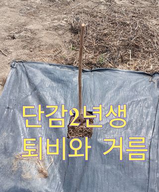 Agnes Oh님의 기타작물 · 영농일지 작성글 사진