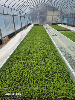 gigibae111님의 고추 · 영농일지 작성글 사진