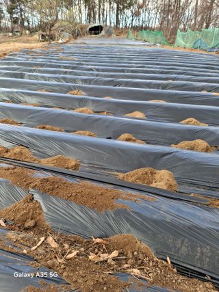 행복한누룩님의 고구마 · 영농일지 작성글 사진