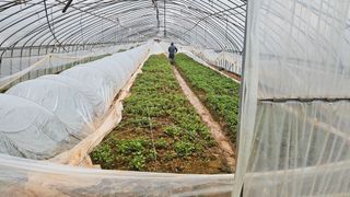 햇살처럼영농조합님의 고구마 · 영농일지 작성글 사진