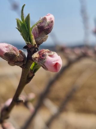 해찬들농원님의 복숭아 · 영농일지 작성글 사진
