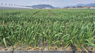 서정욱님의 마늘 · 영농일지 작성글 사진