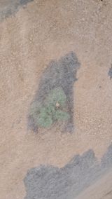 팜모닝 감자·영농일지 게시글 이미지