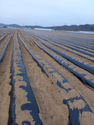 김주호님의 기타작물 · 영농일지 작성글 사진