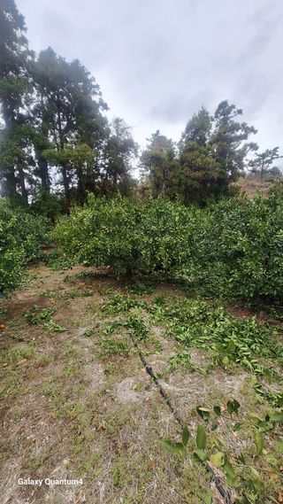 송임철님의 기타작물 · 영농일지 작성글 사진