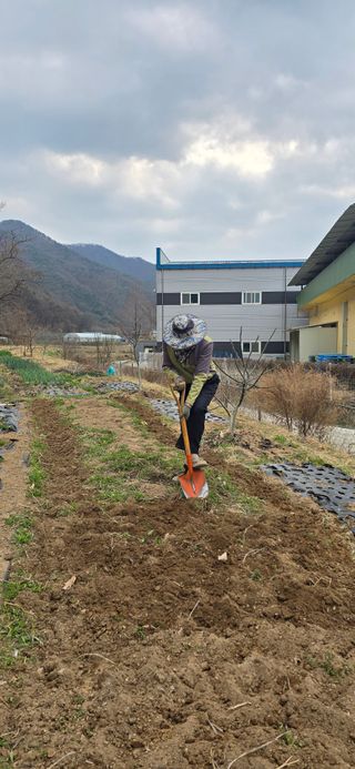 돌복숭아님의 사과 · 영농일지 작성글 사진