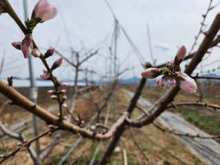 꿀복이농장님의 기타작물 · 영농일지 작성글 사진