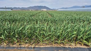 서정욱님의 마늘 · 영농일지 작성글 사진