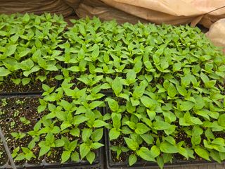 고향에서 고추님의 고추 · 영농일지 작성글 사진