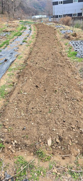 돌복숭아님의 사과 · 영농일지 작성글 사진