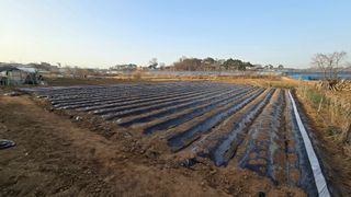 황규복(달구지)님의 감자 · 영농일지 작성글 사진