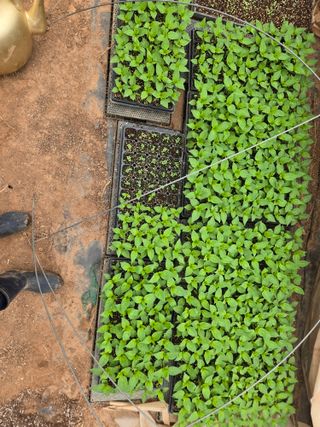 고향에서 고추님의 고추 · 영농일지 작성글 사진