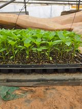 팜모닝 고추·영농일지 게시글 이미지